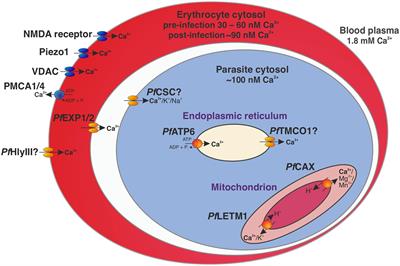 Updated List of Transport Proteins in Plasmodium falciparum